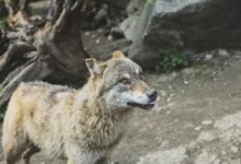 alpha stream dynamics analysis