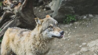 alpha stream dynamics analysis